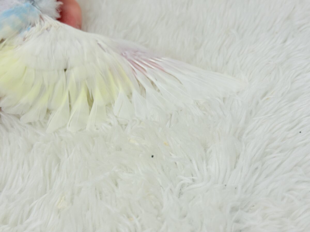 セキセイインコ