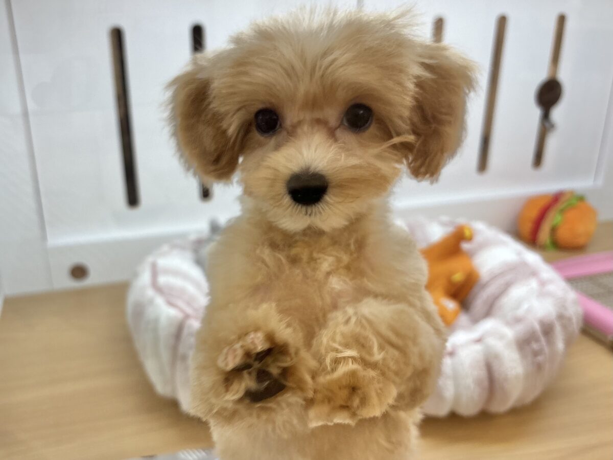 マルプー