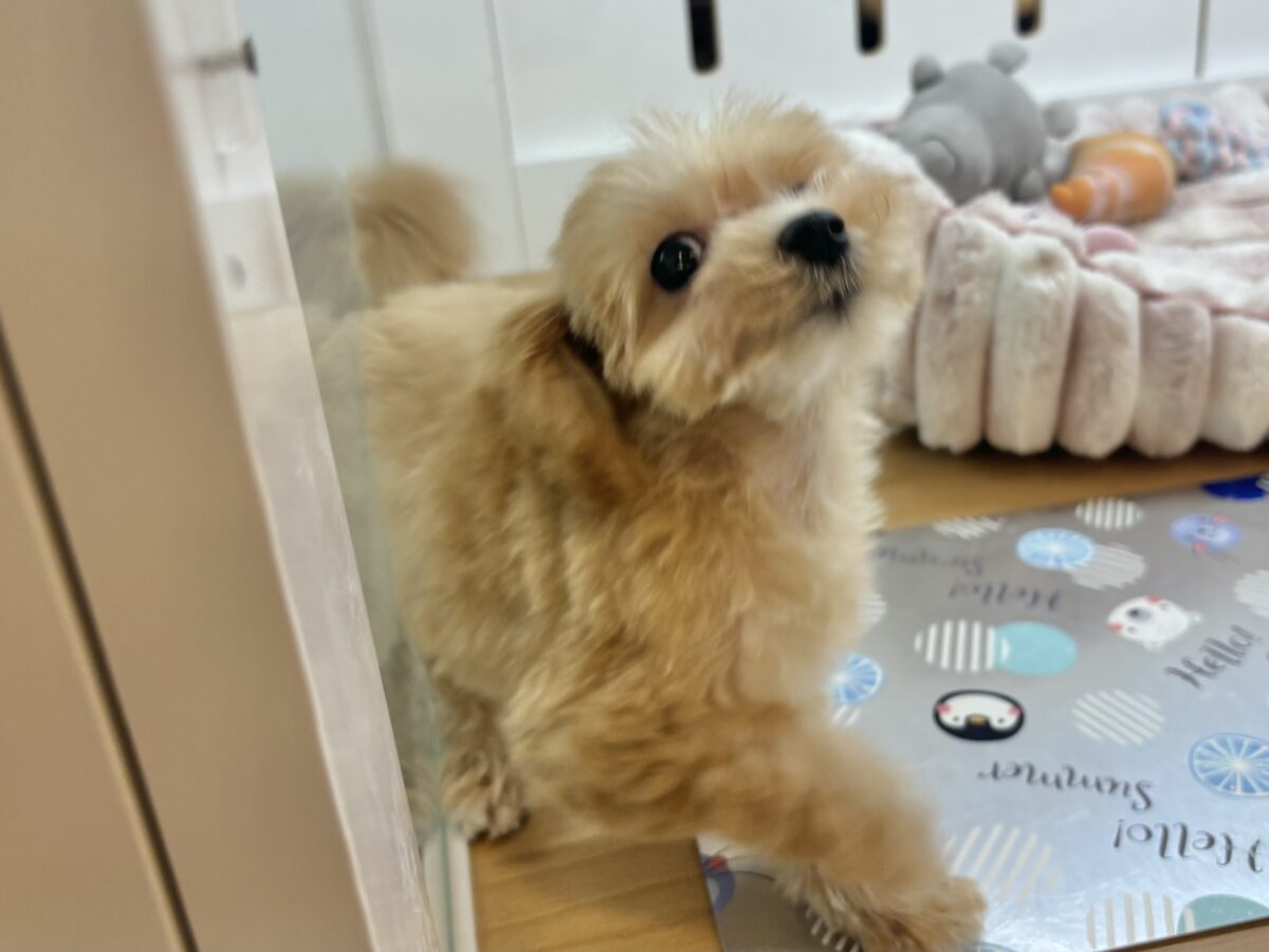 マルプー