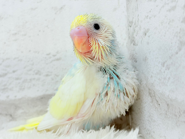 ヨチヨチ歩きで突撃だっ！！！セキセイインコ(パステルレインボーパイド) ヒナ