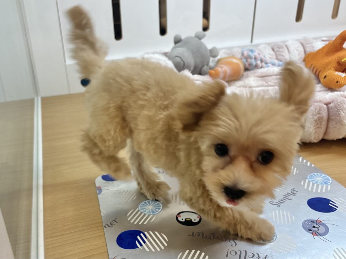 マルプー