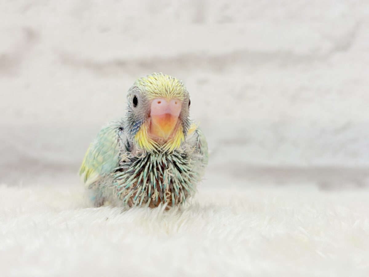 セキセイインコ