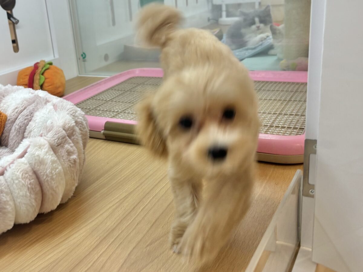 マルプー