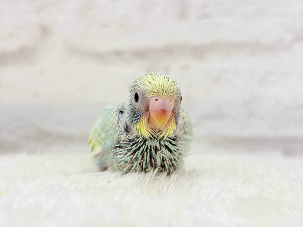 セキセイインコ