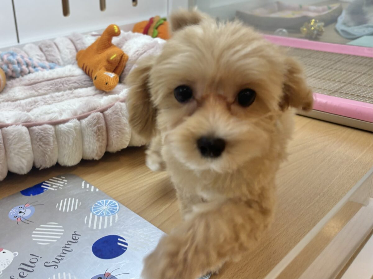 マルプー