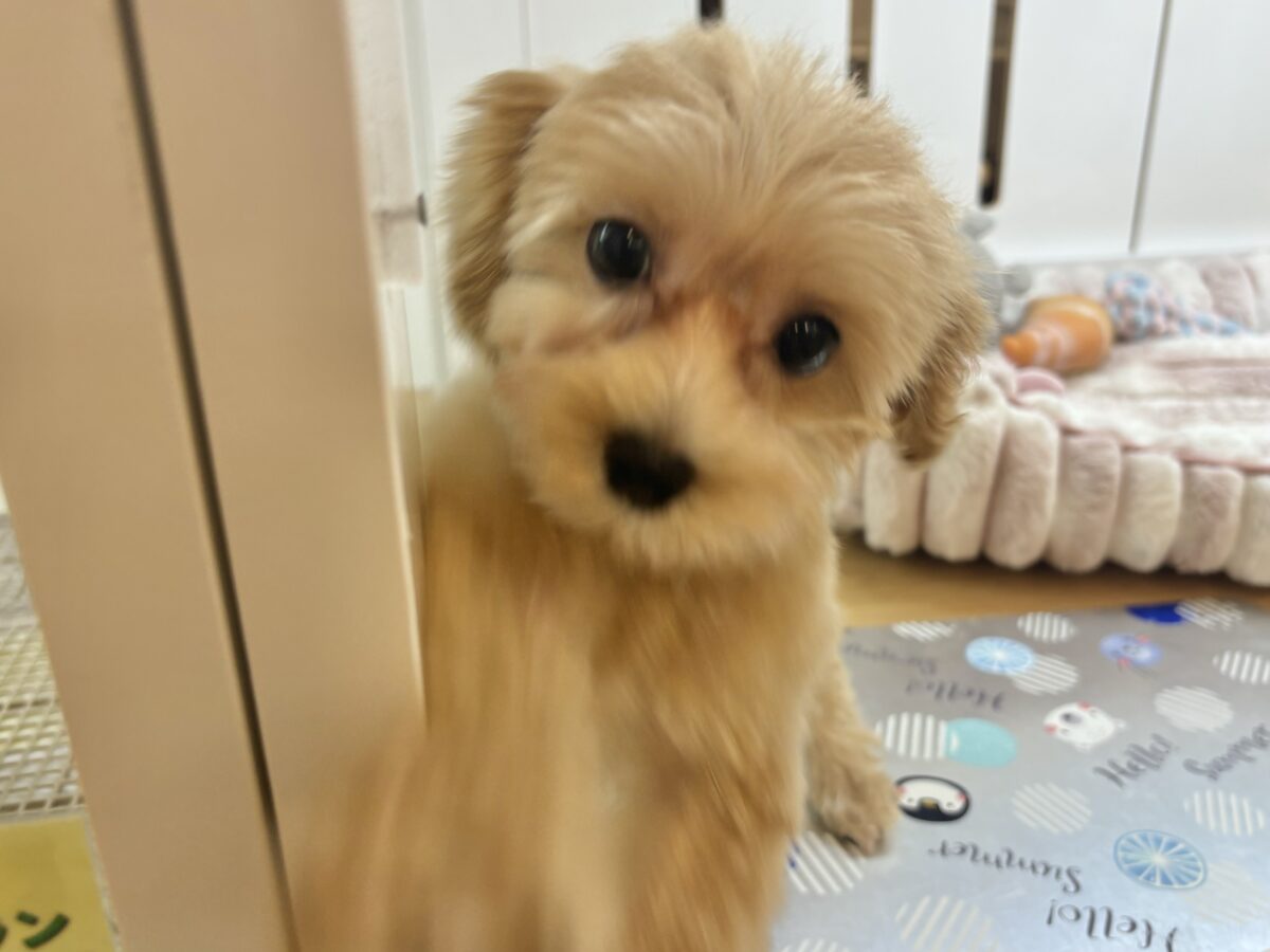 マルプー