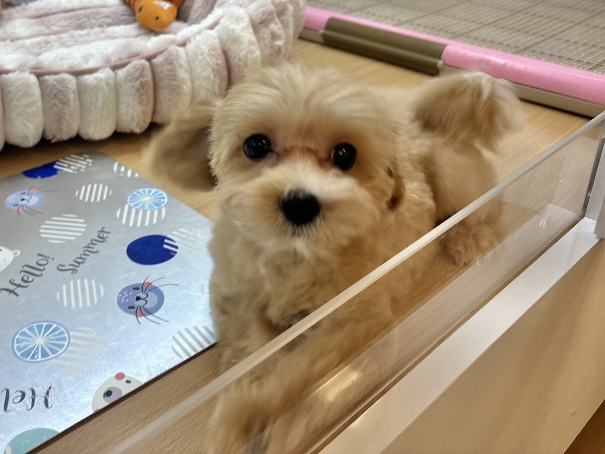 マルプー