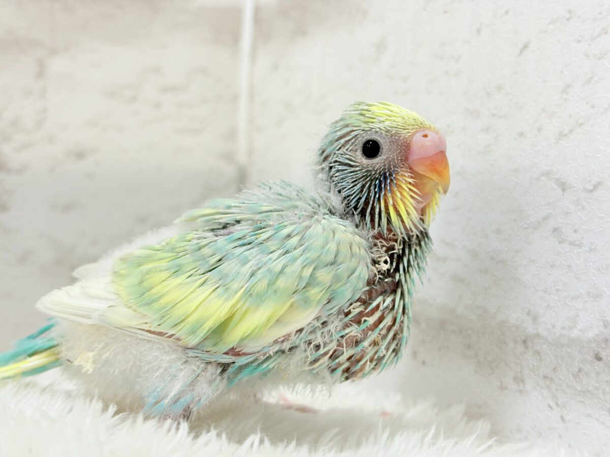 セキセイインコ