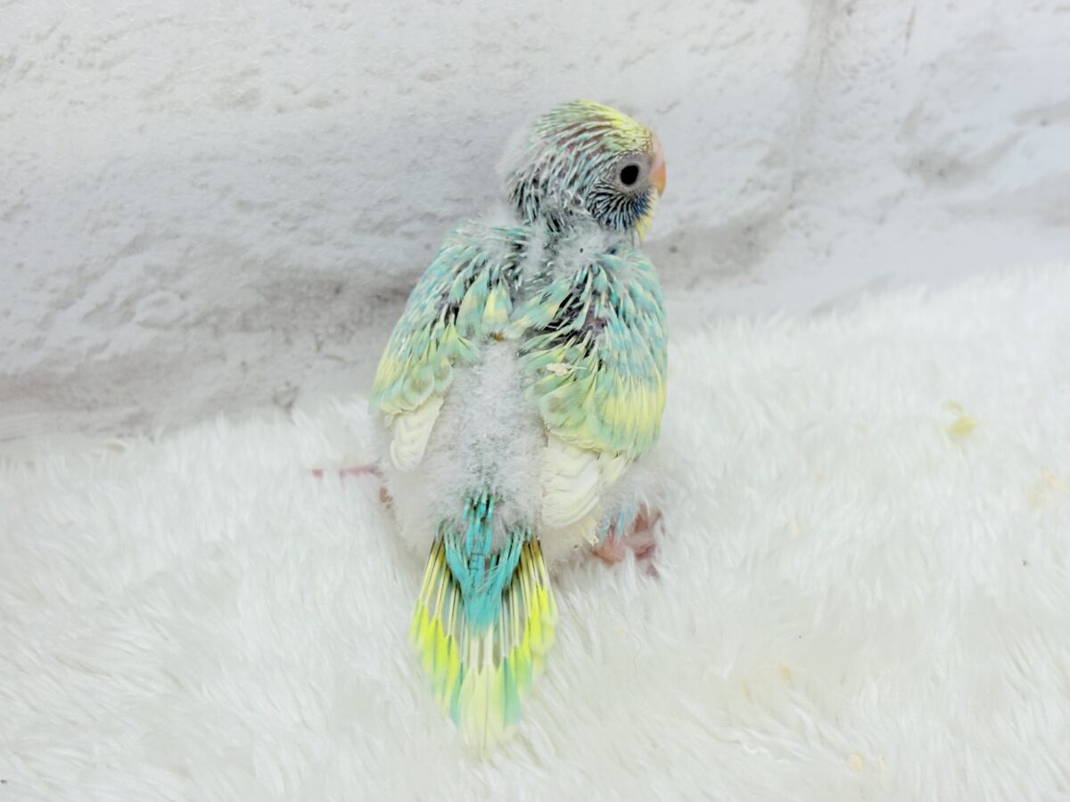 セキセイインコ