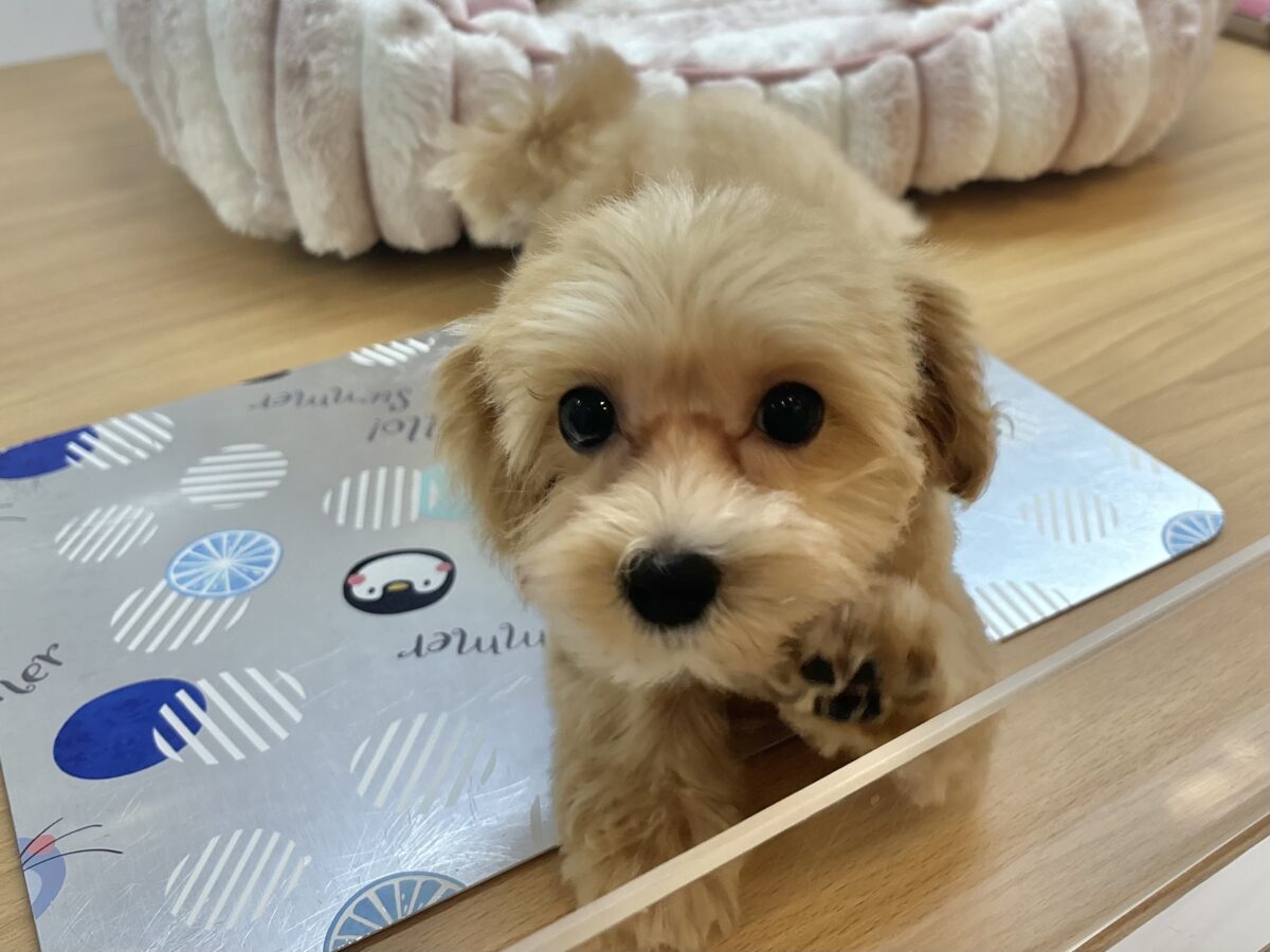 マルプー
