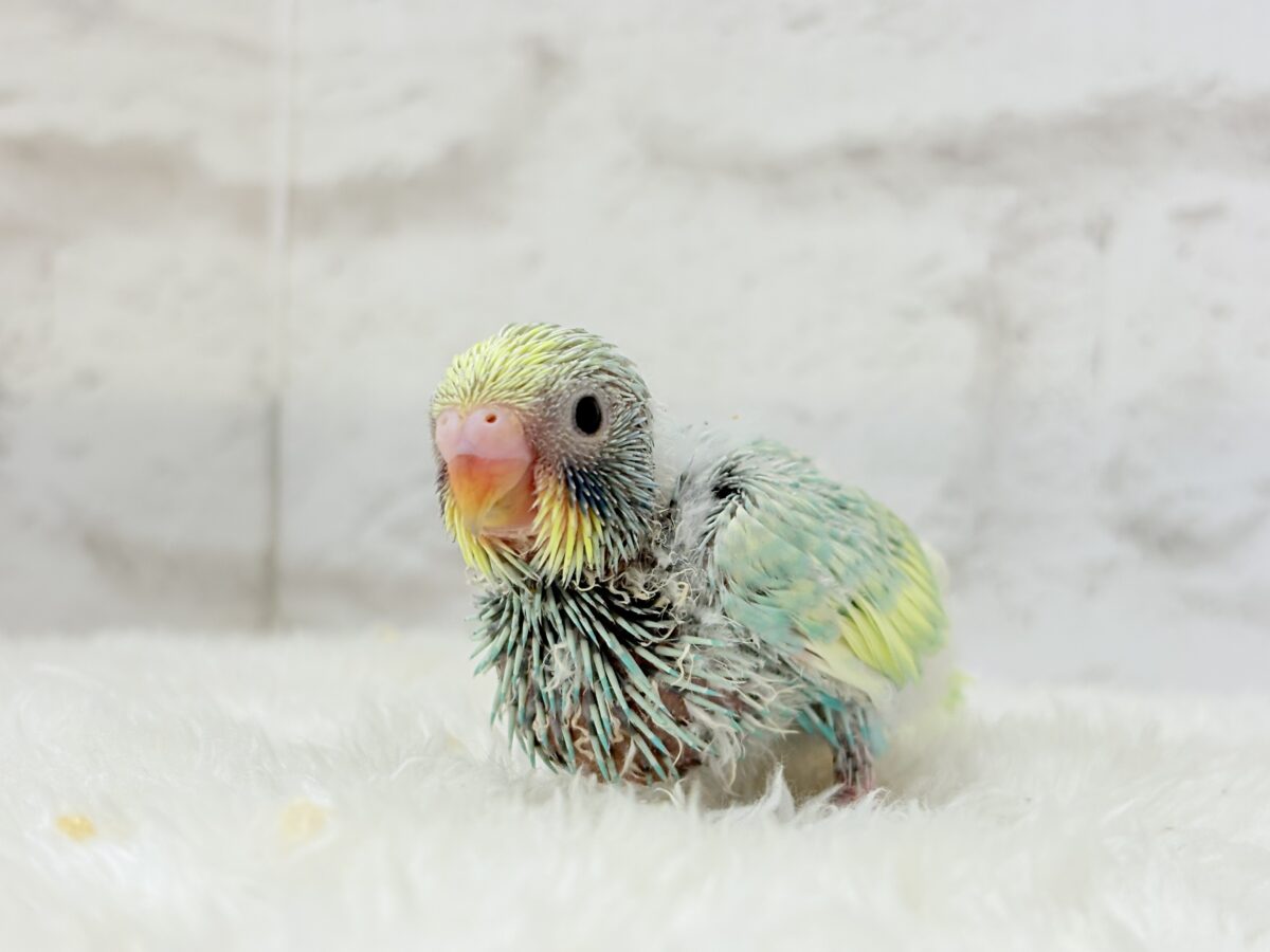 セキセイインコ
