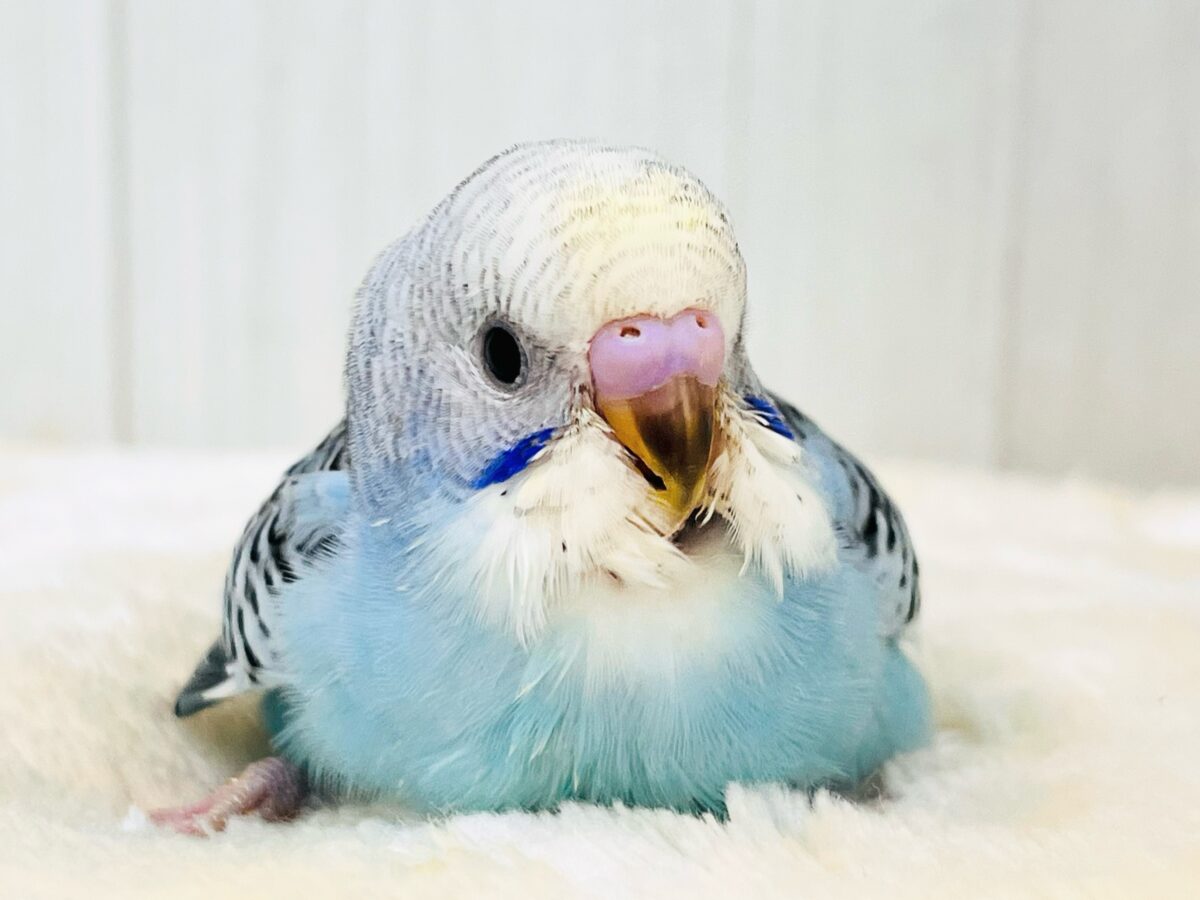 ピカっと🌟みんなを明るく照らすよ💡セキセイインコのイエローフェイス💛