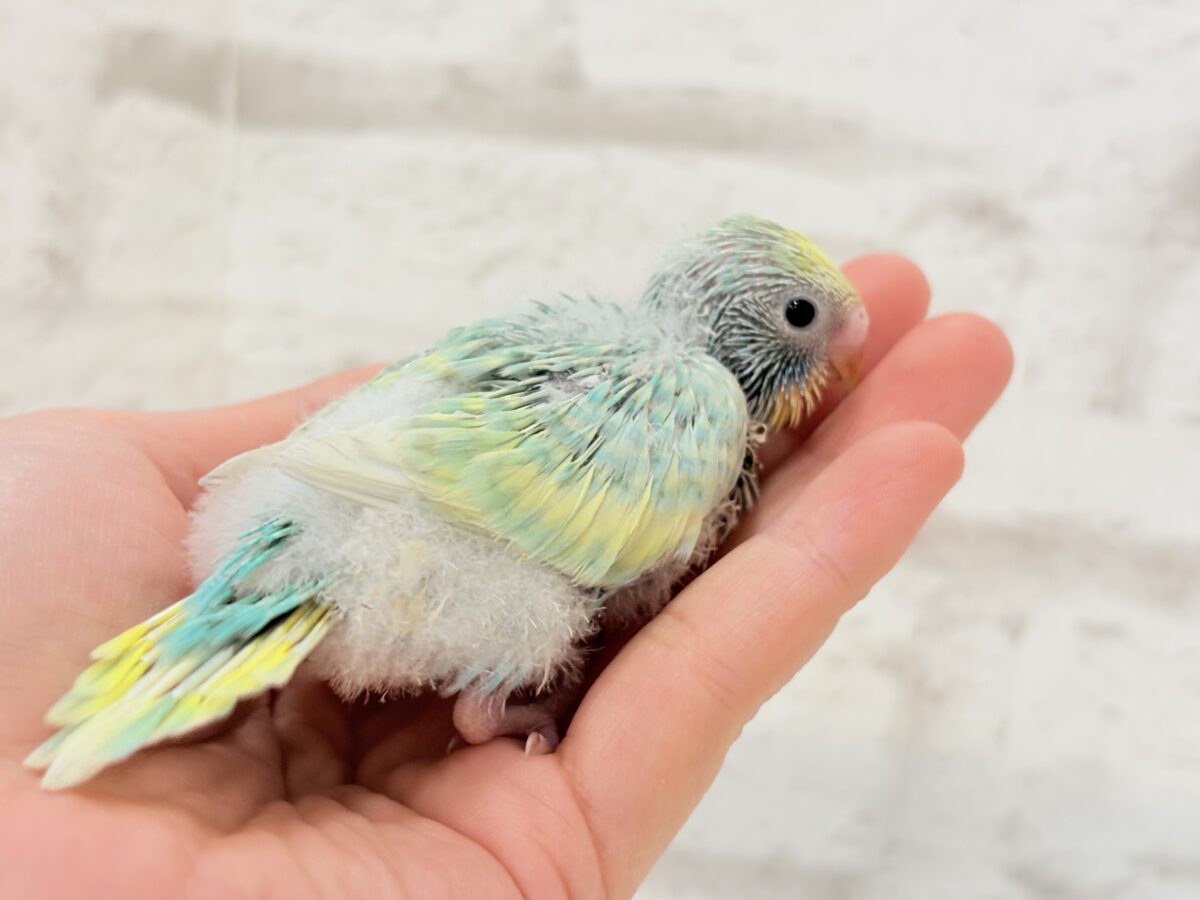 セキセイインコ