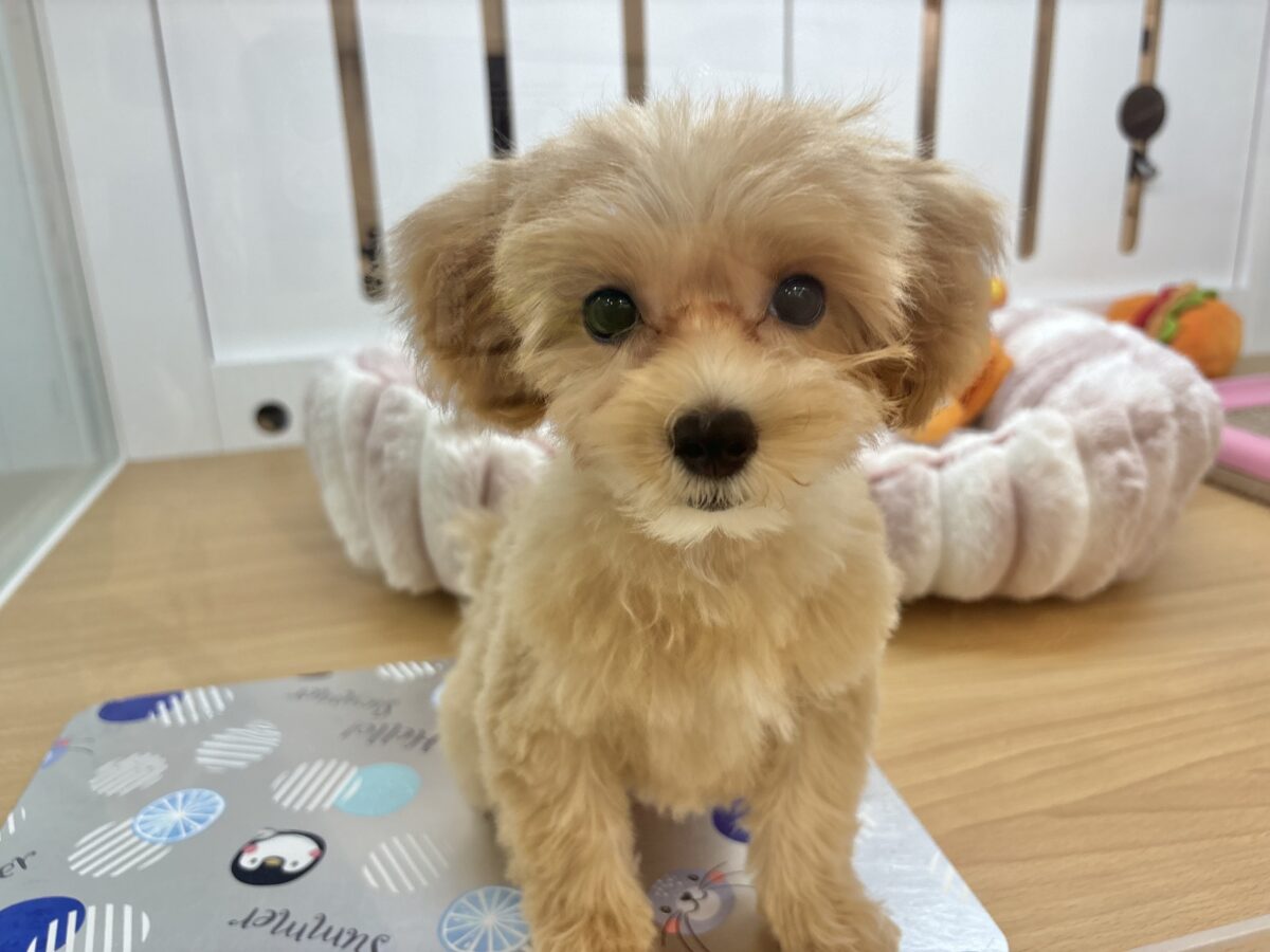 マルプー
