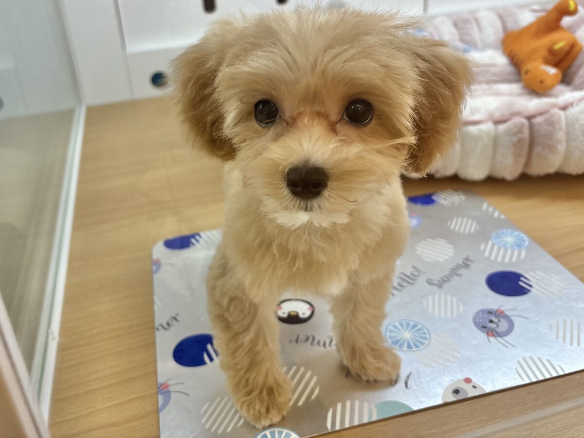 マルプー