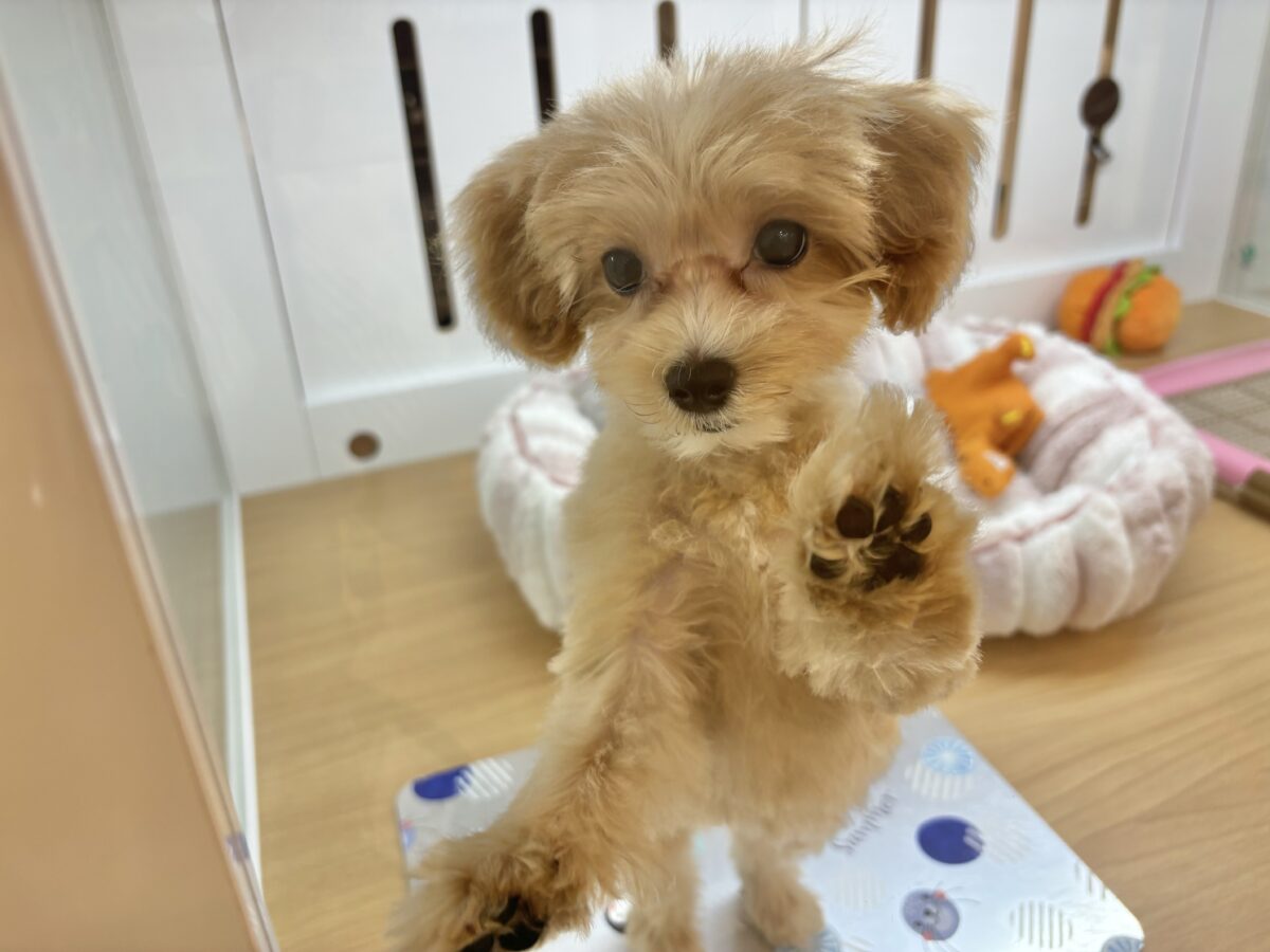 マルプー