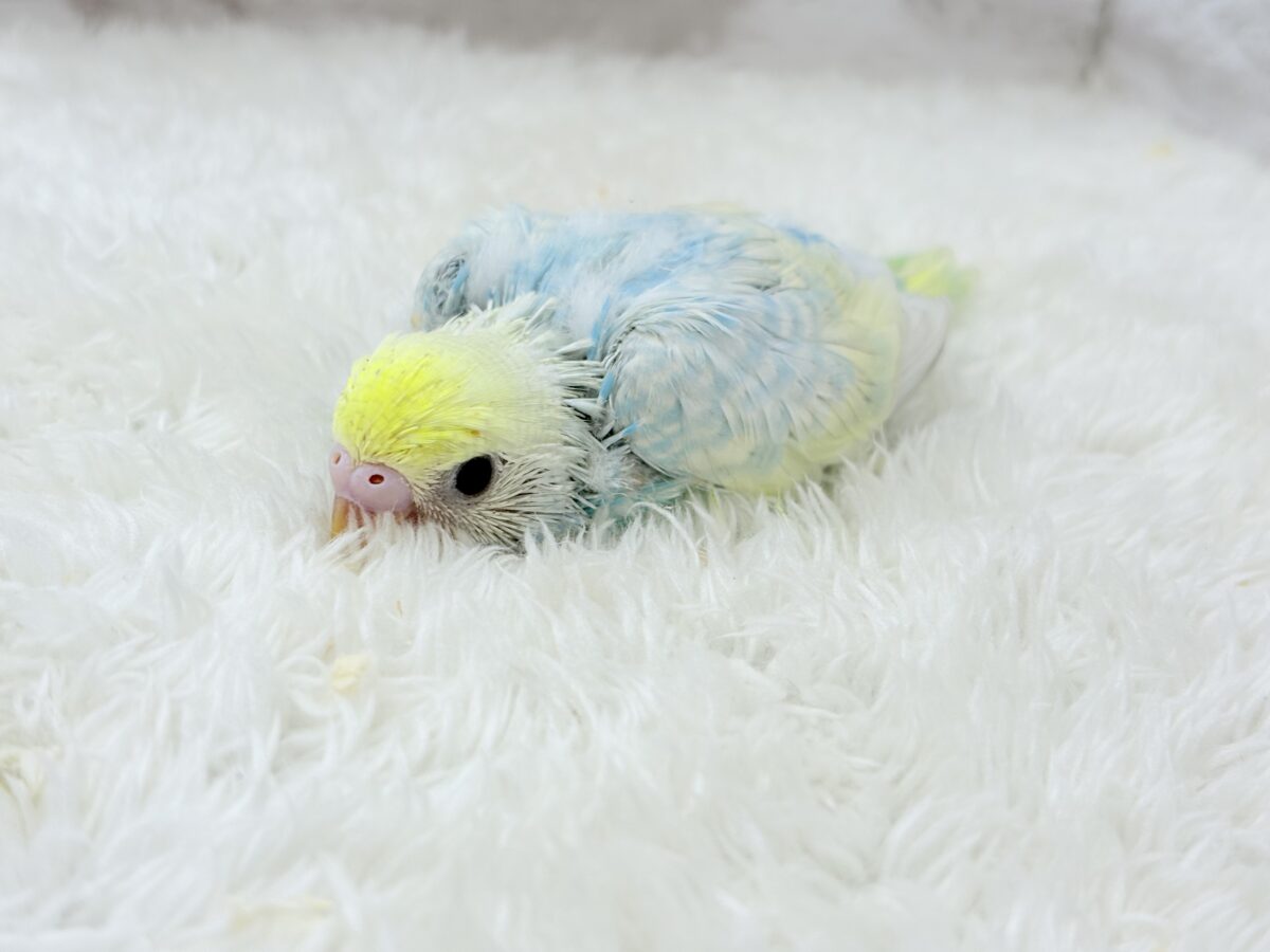 セキセイインコ
