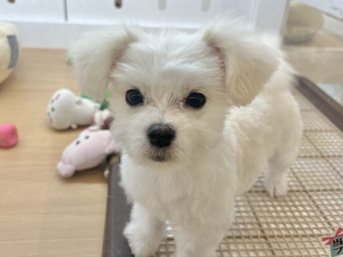 チワマル（マルチワ）