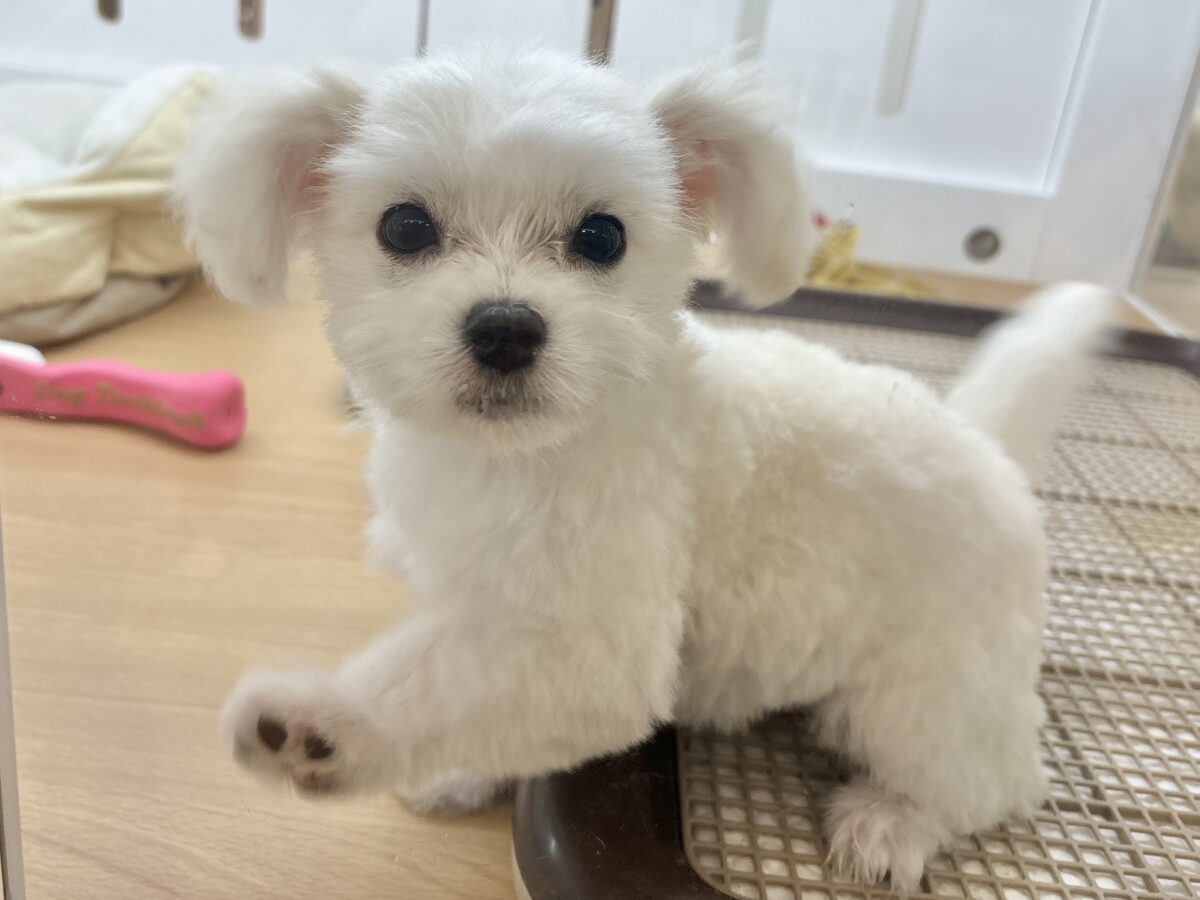 チワマル（マルチワ）
