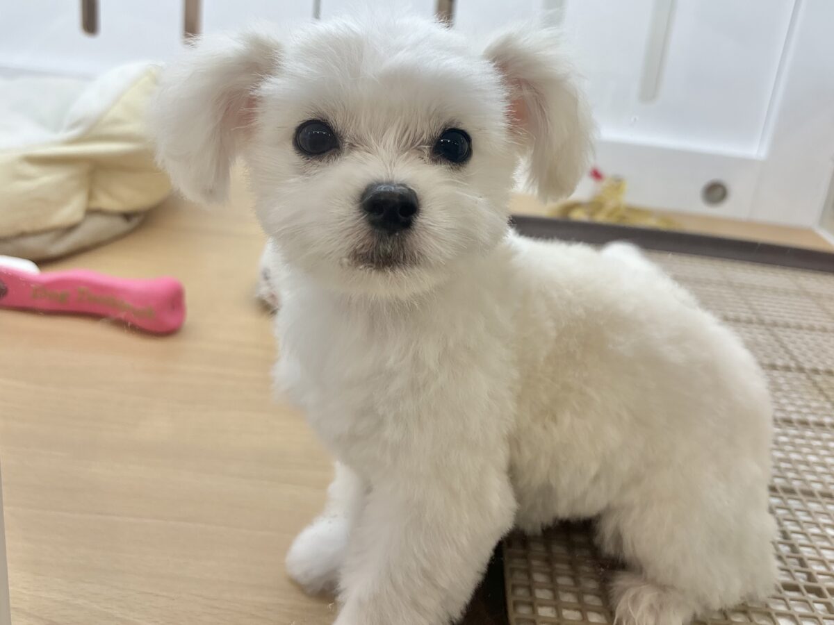 チワマル（マルチワ）