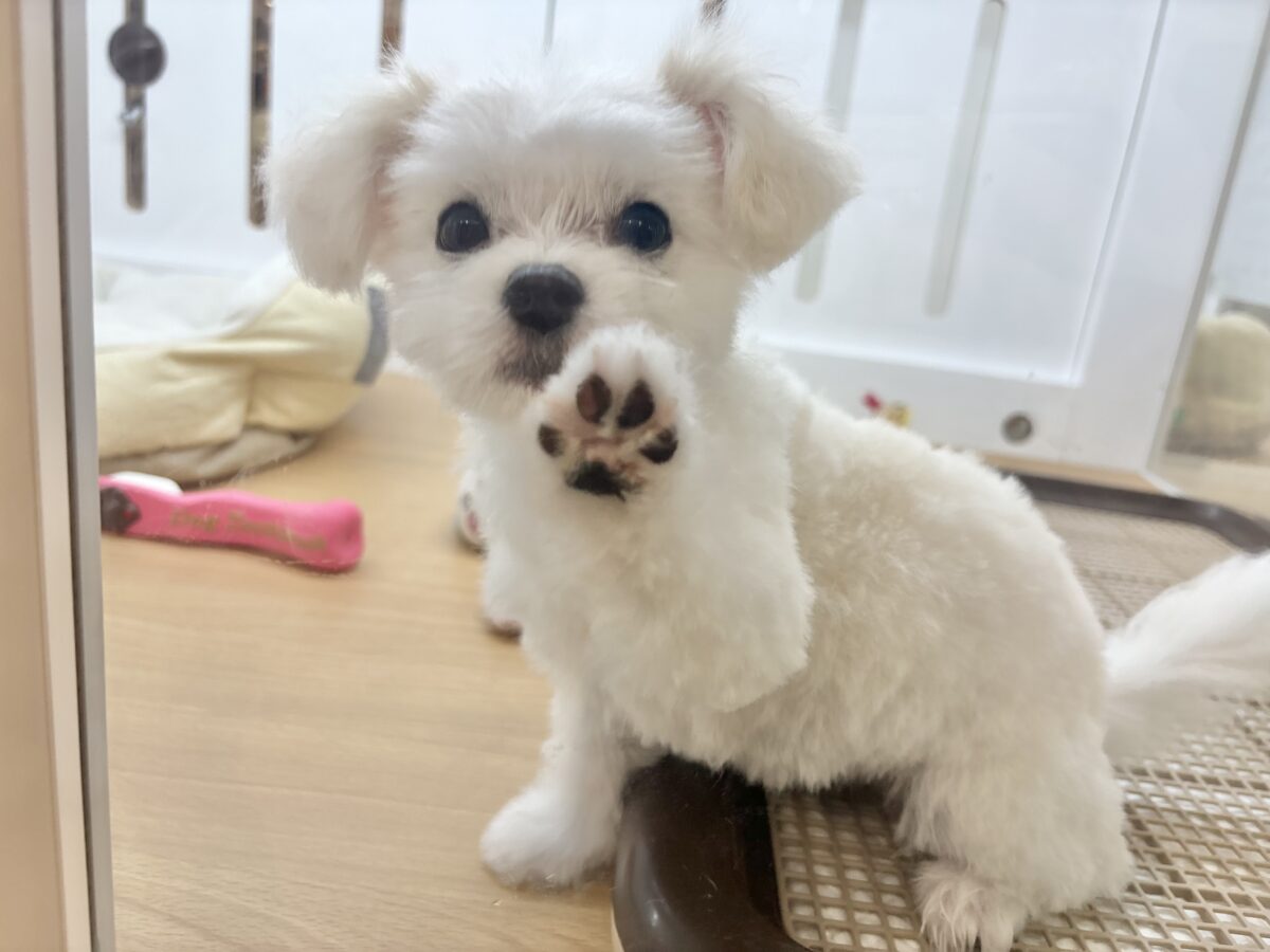 チワマル（マルチワ）