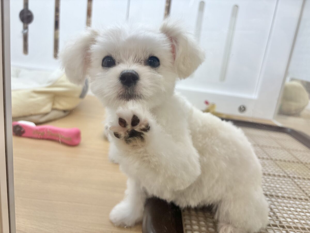 チワマル（マルチワ）