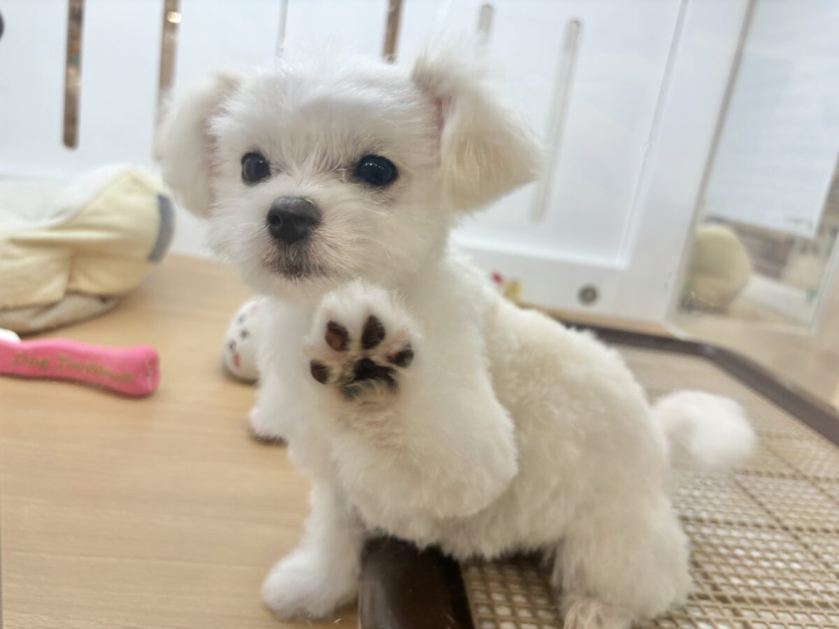 チワマル（マルチワ）