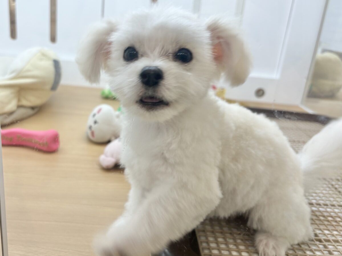 チワマル（マルチワ）
