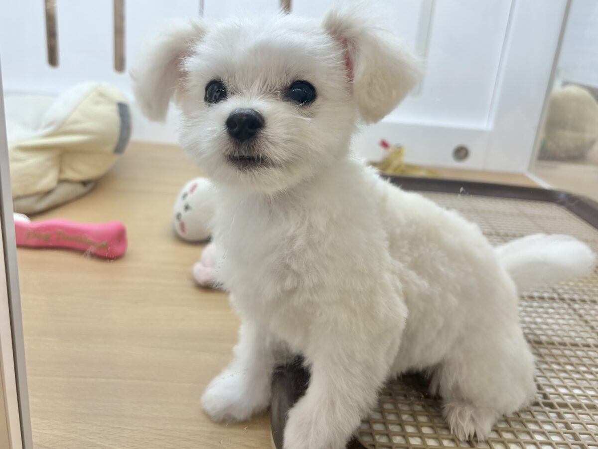チワマル（マルチワ）