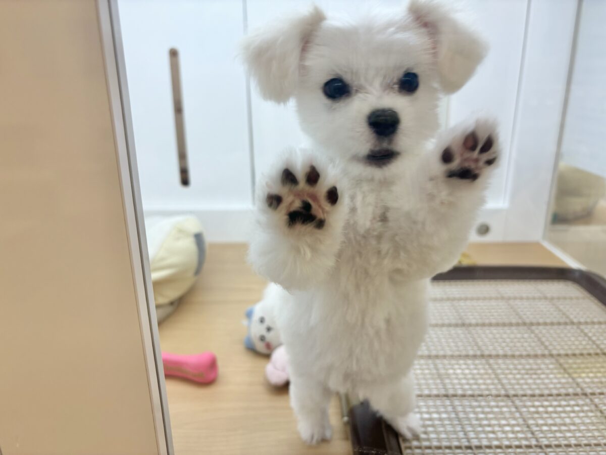 チワマル（マルチワ）
