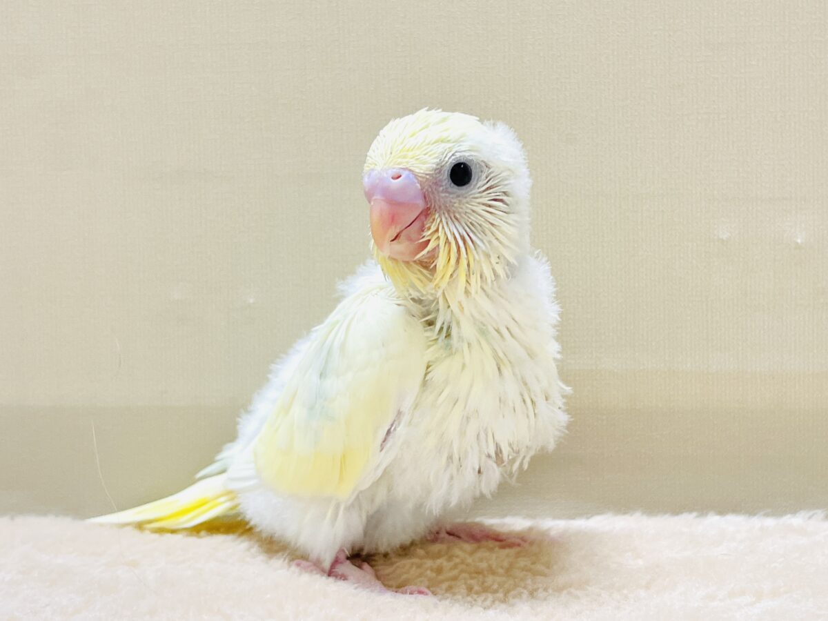 ふんわり甘々✨焼き菓子カラーのセキセイインコ（パステルレインボー）ヒナ