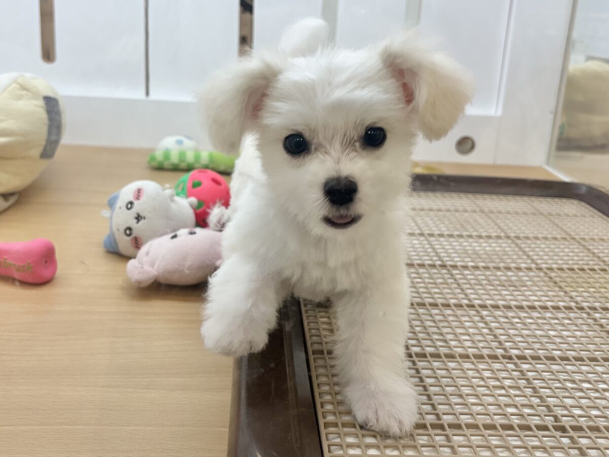 チワマル（マルチワ）