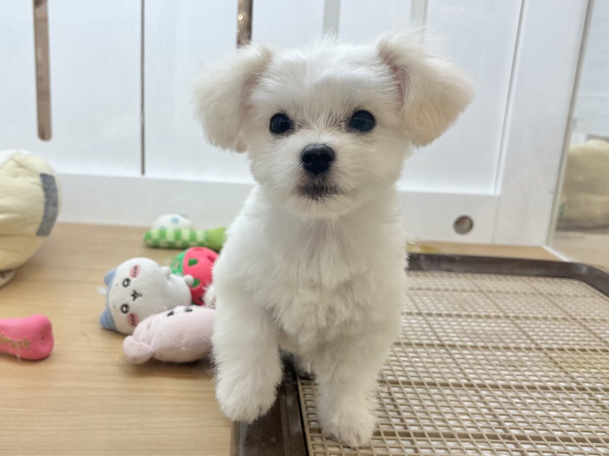 チワマル（マルチワ）