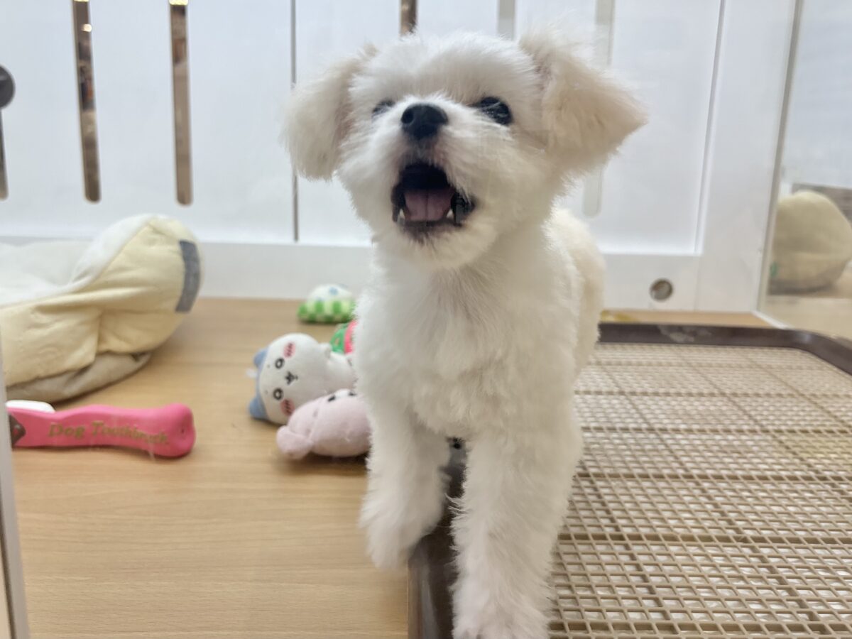 チワマル（マルチワ）