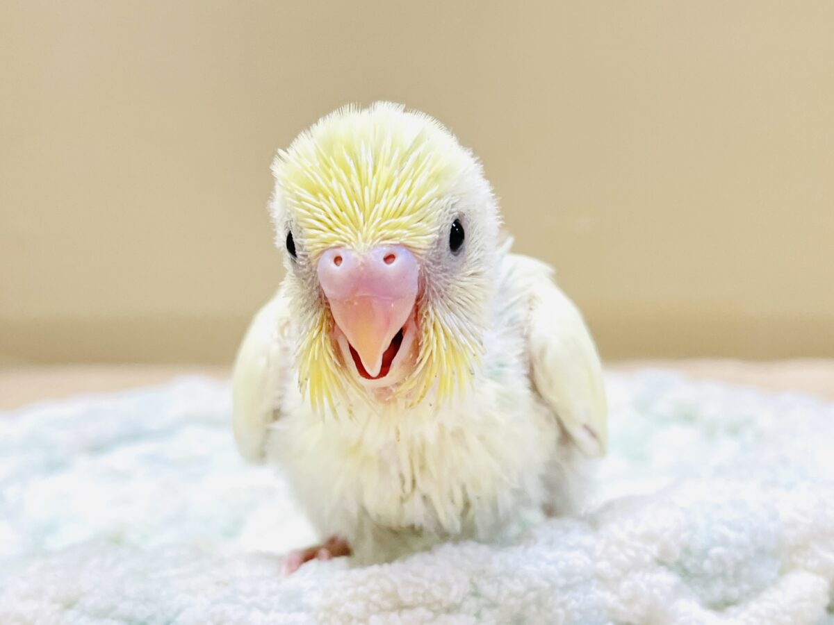 セキセイインコ