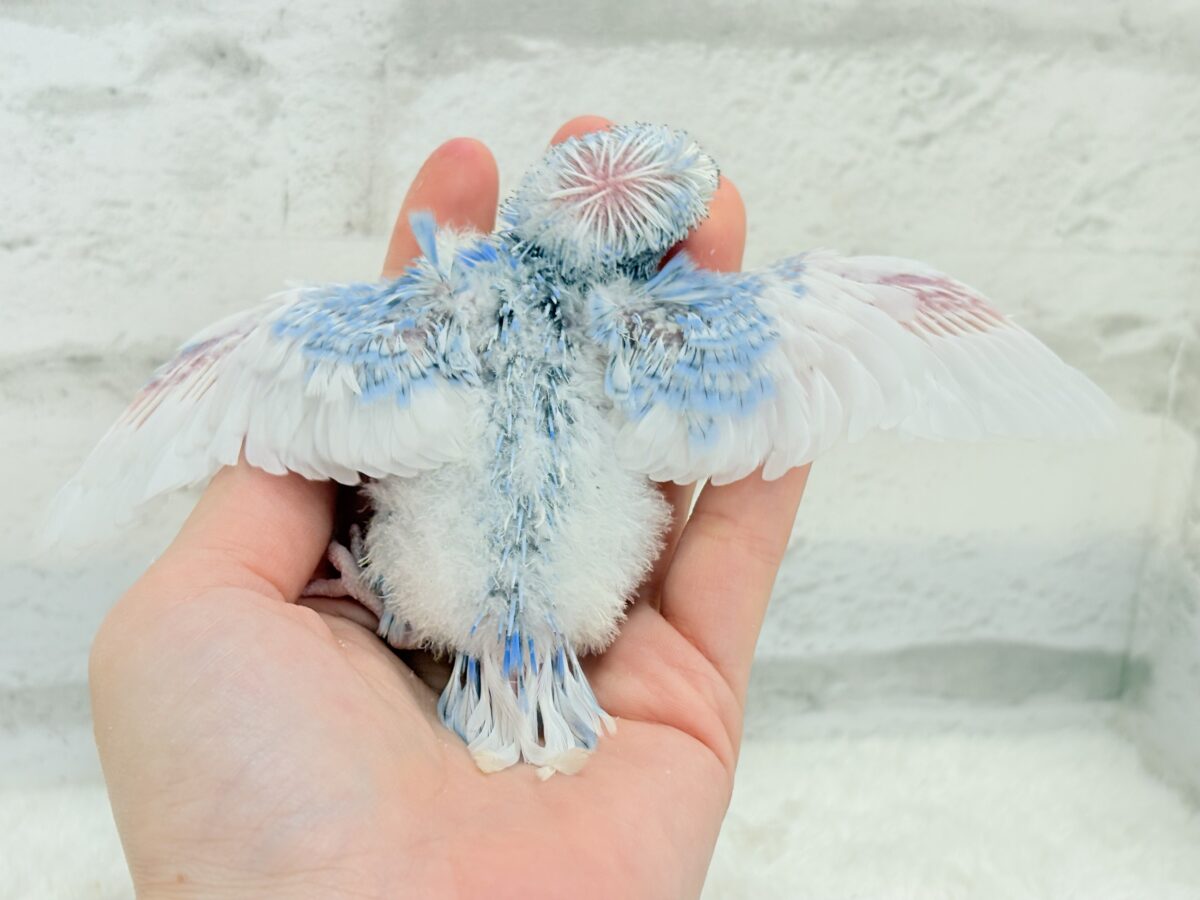 梵天セキセイインコ