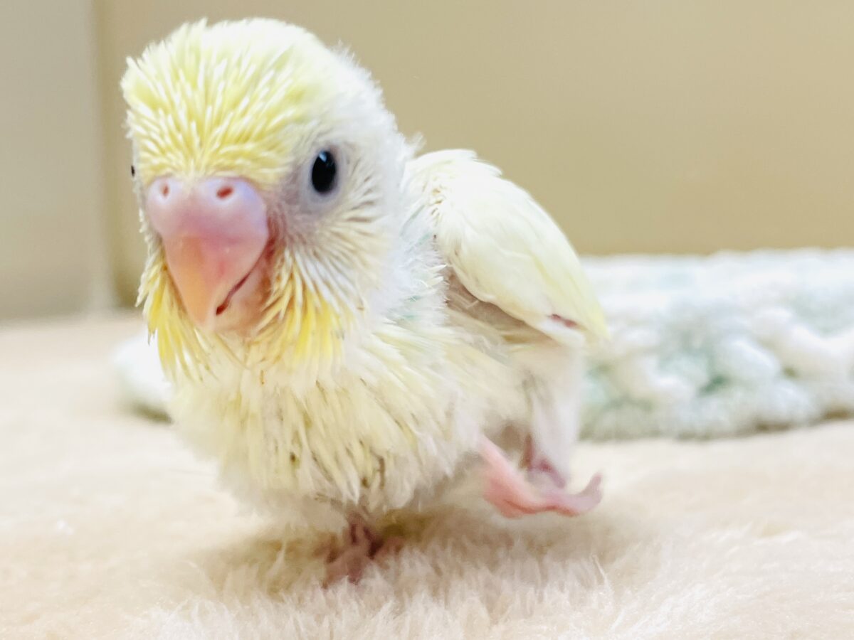 セキセイインコ