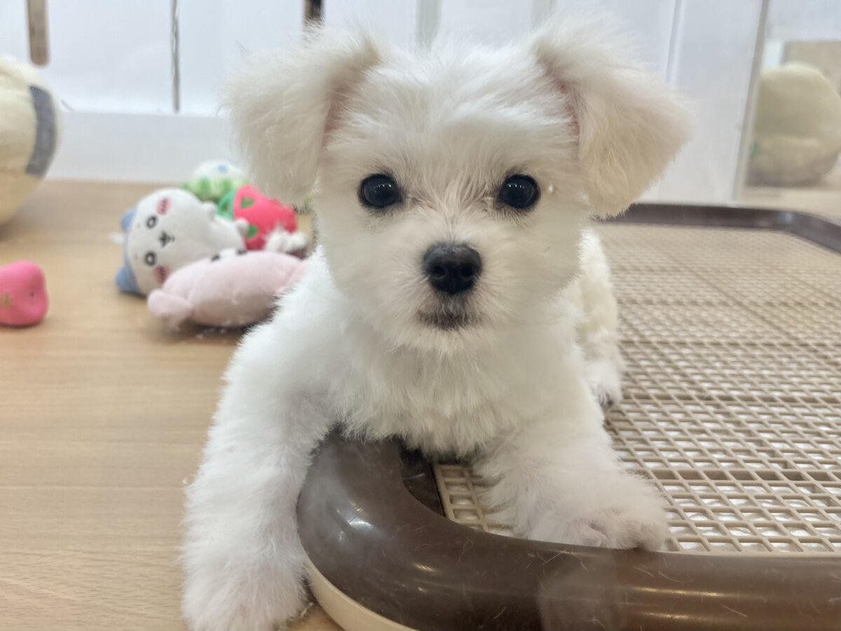 チワマル（マルチワ）