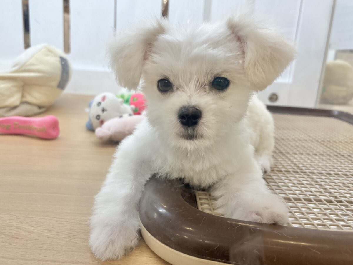 チワマル（マルチワ）