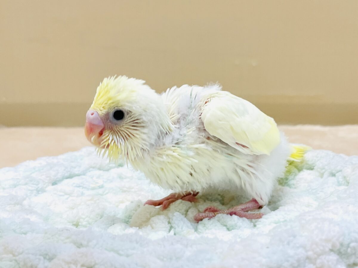 セキセイインコ