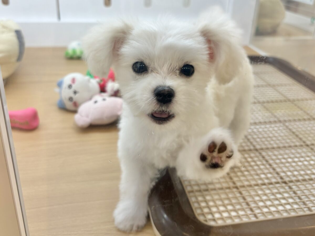 チワマル（マルチワ）