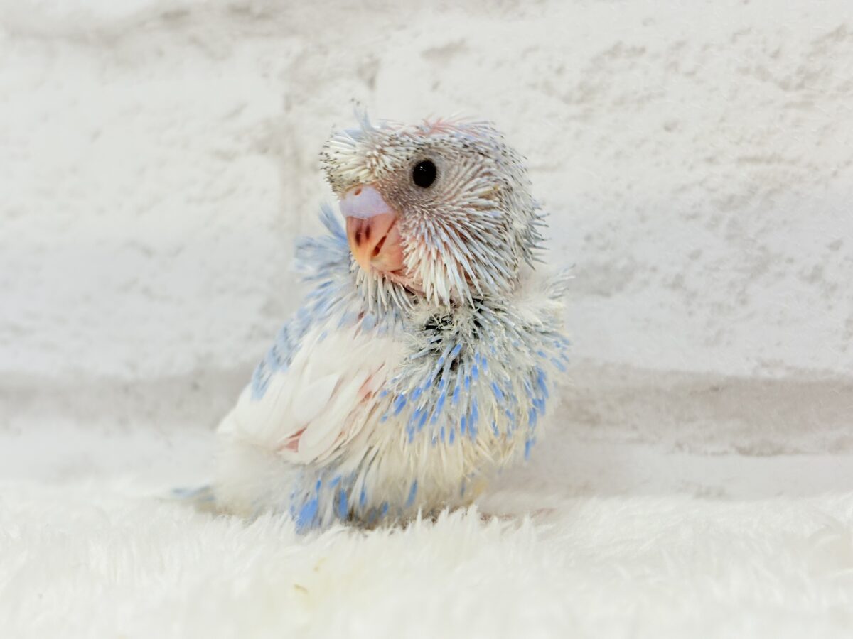 梵天セキセイインコ