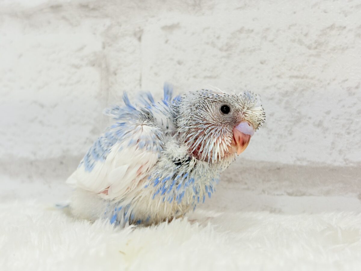 梵天セキセイインコ