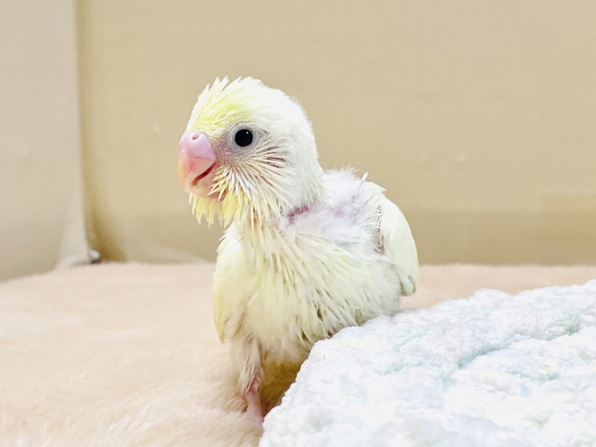 セキセイインコ