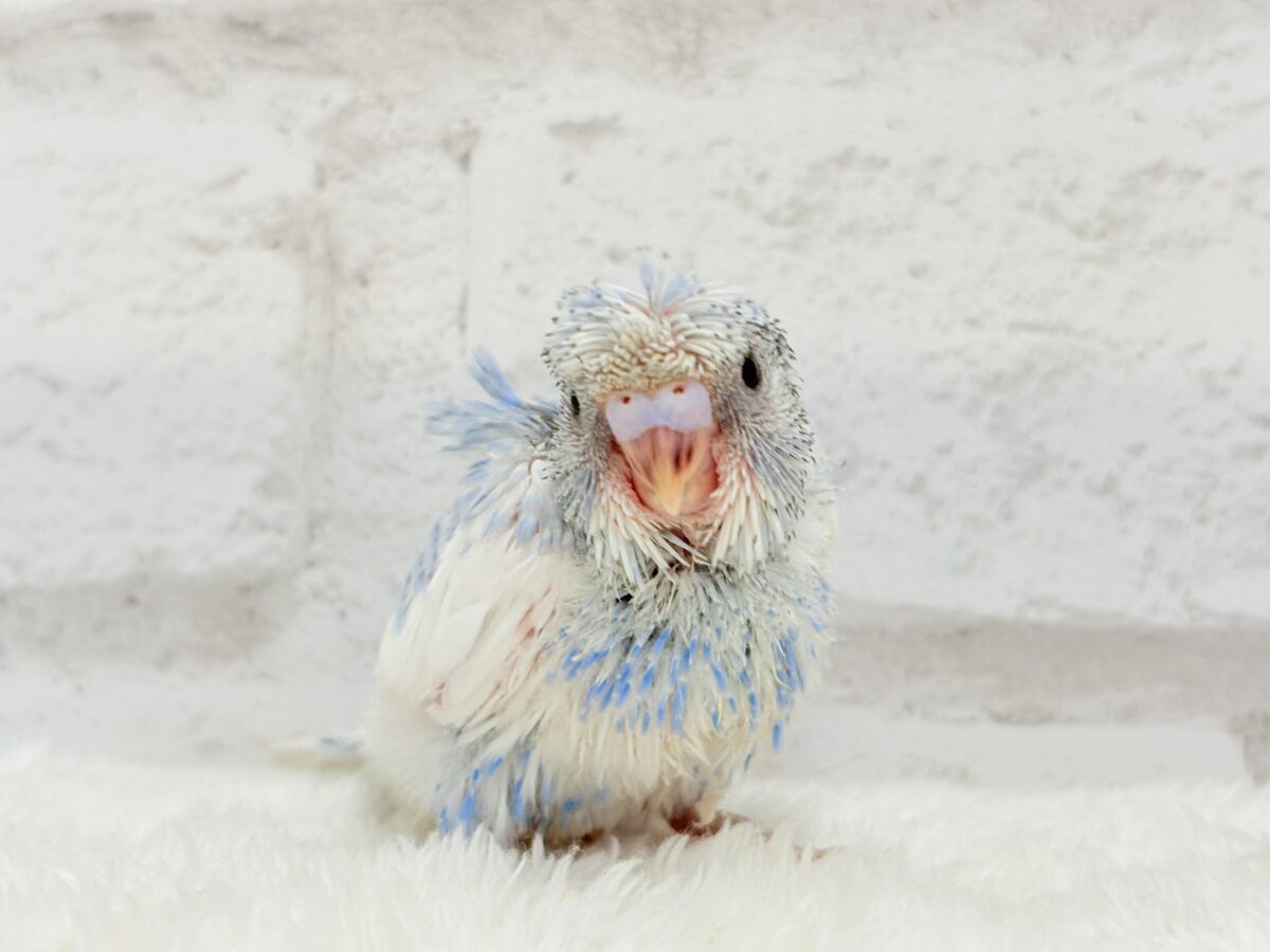 梵天セキセイインコ