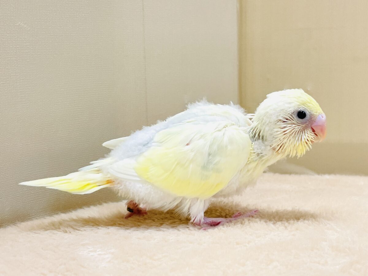 セキセイインコ