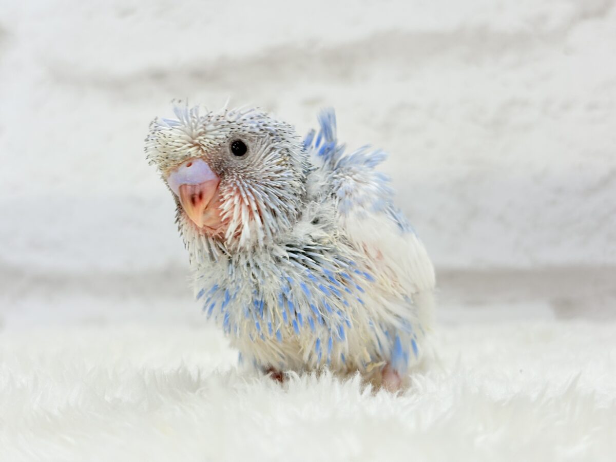 梵天セキセイインコ