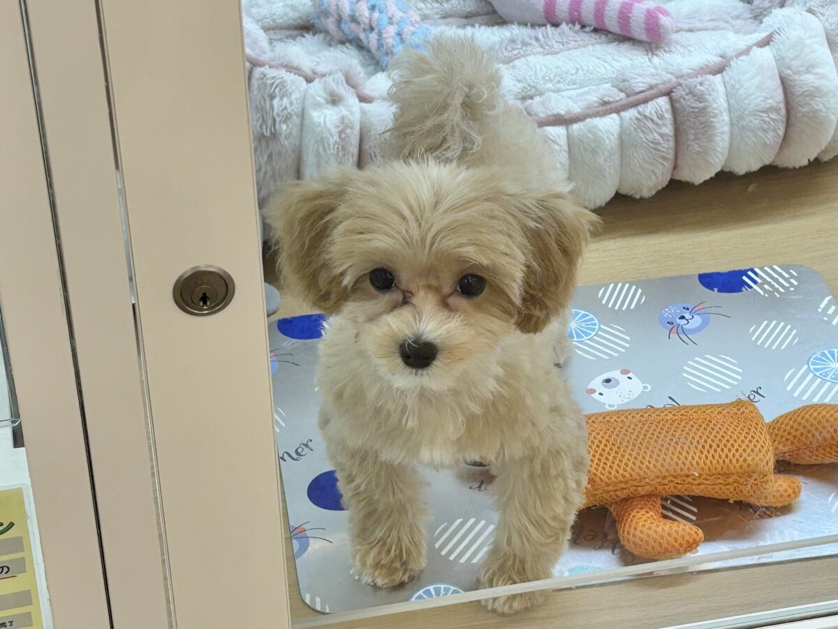マルプー