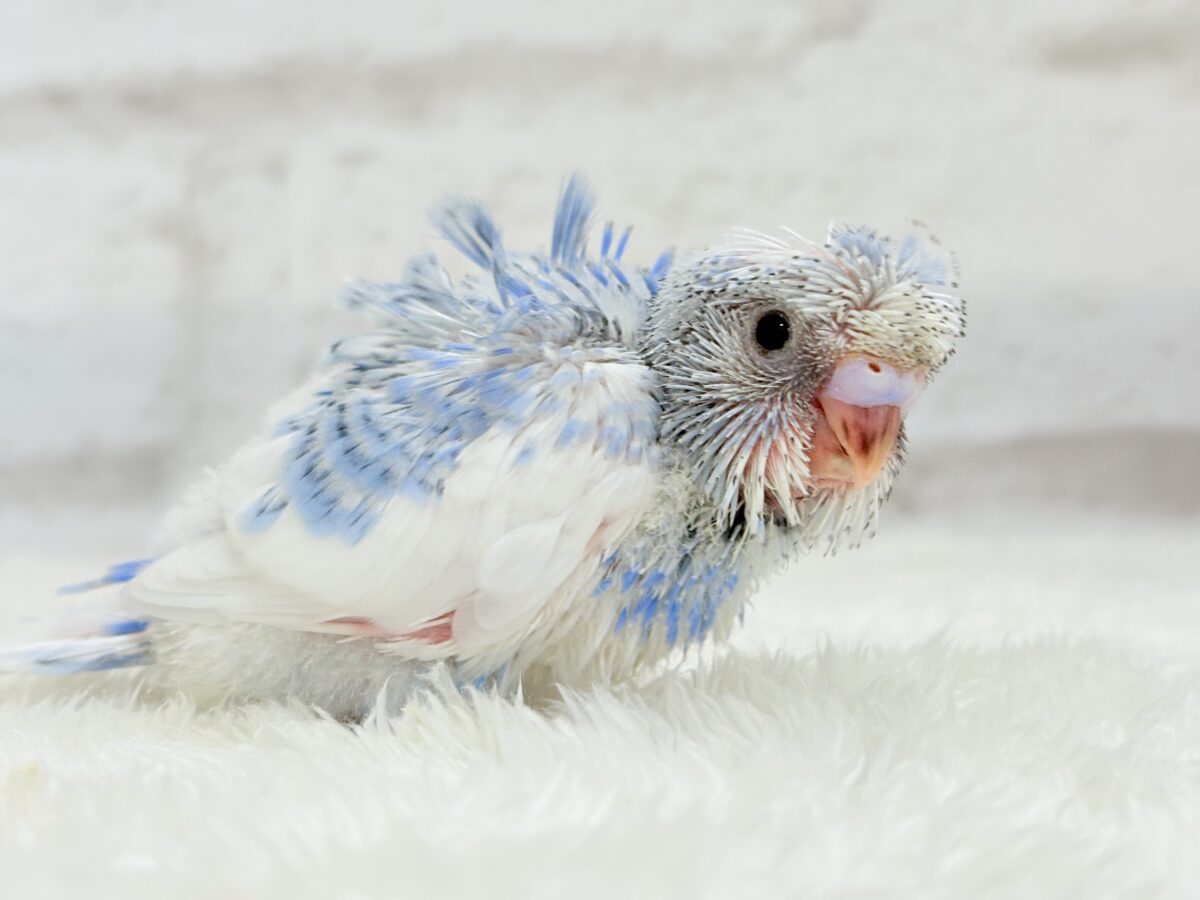 梵天セキセイインコ