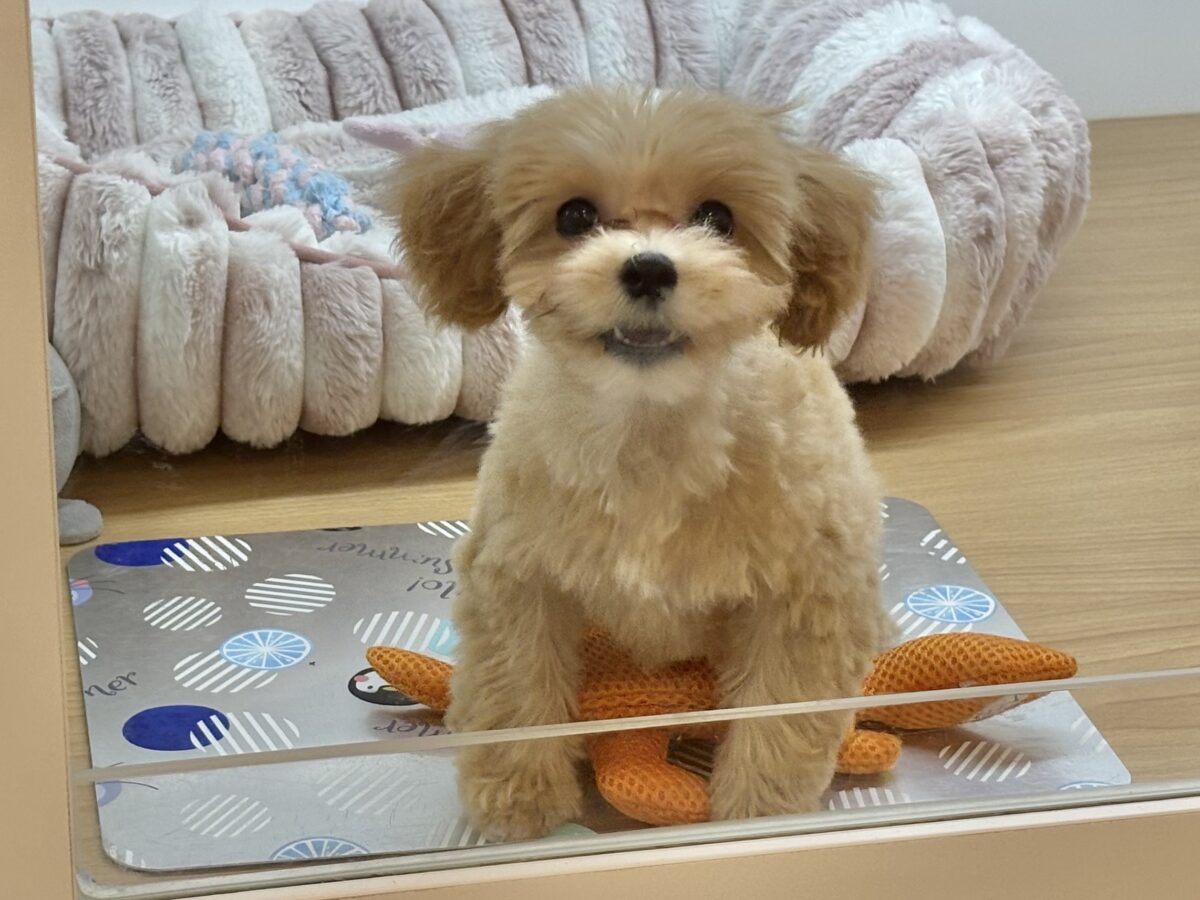 マルプー